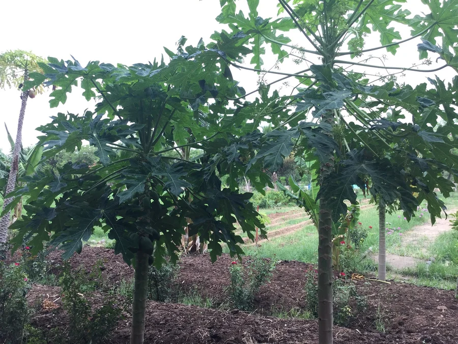 an example of a healthy female papaya tree on the left